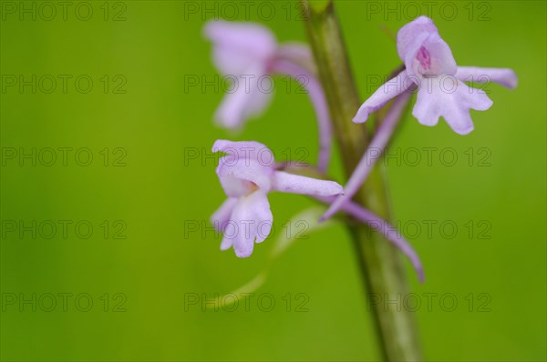 Fragrant Orchid