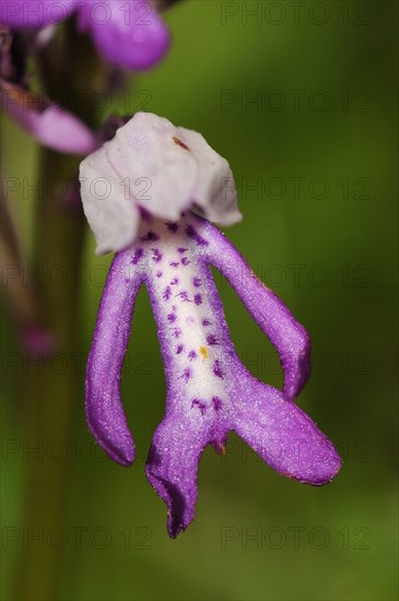 Military Orchid