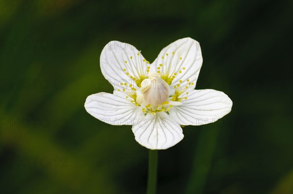 Marsh heartleaf