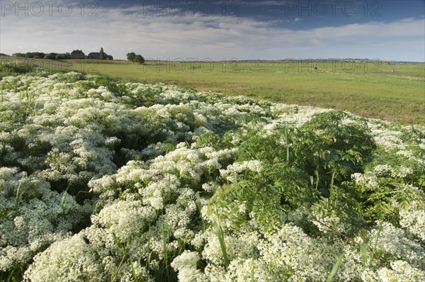 Flowering Hoary whitetop