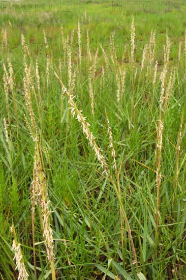 Salt-marsh grass