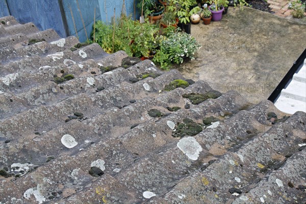 Lichen and moss growing on tiled roofs in the rain