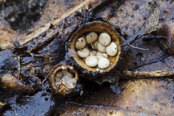 Field Bird's Nest Fungus