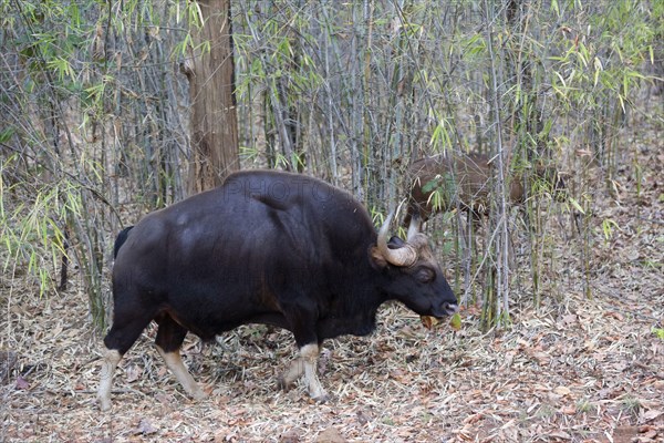 Gaur