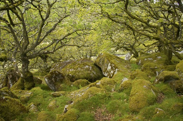 Stunted oaks with epiphytic moss