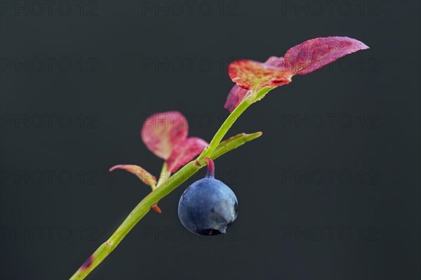 European blueberry