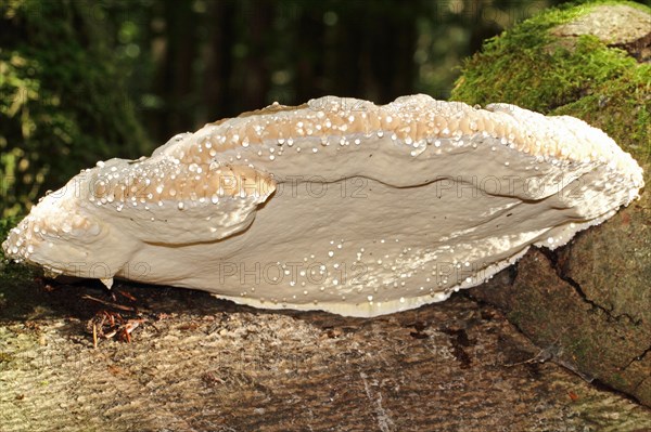 Red Banded Polypore