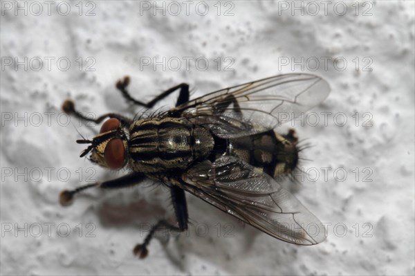 Grey flesh fly