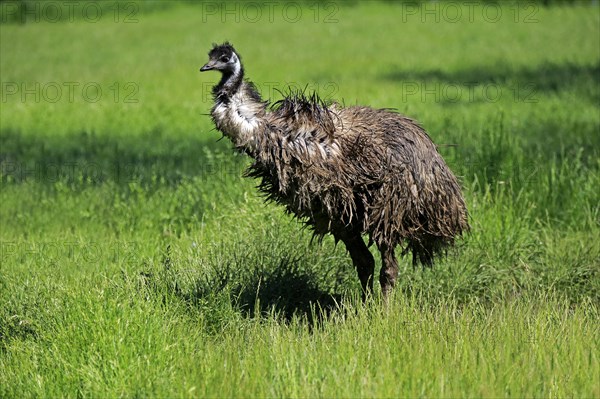 Emu