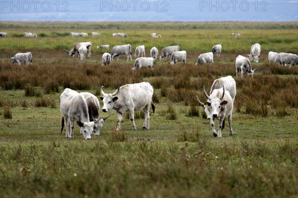 Hungarian grey cattle