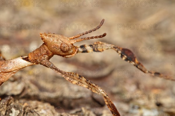 Australian Giant Ghost Insect