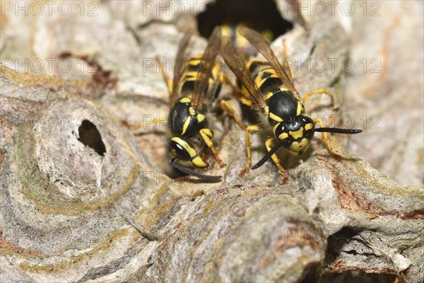 German wasp