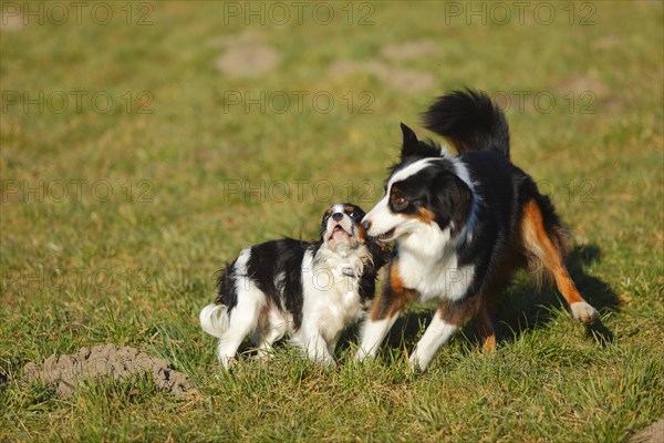 Australian Shepherd