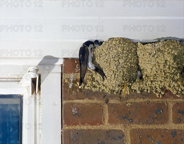 House common house martin