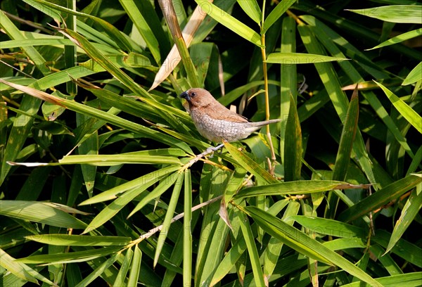 Scaly-breasted Munia