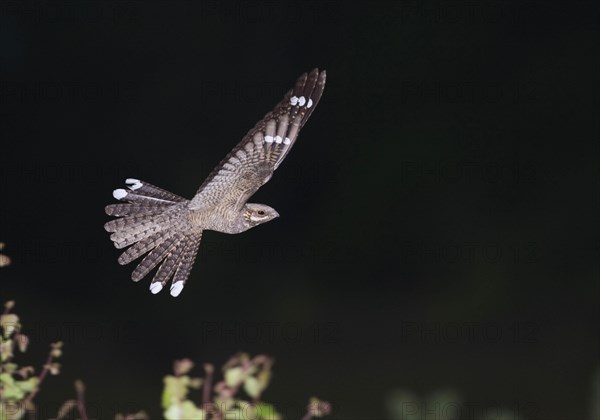 Nightjar