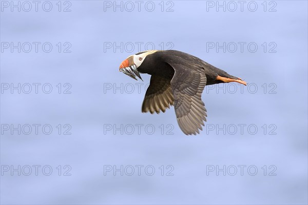 Tufted Puffin