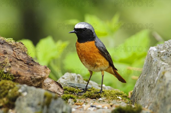 Redstart