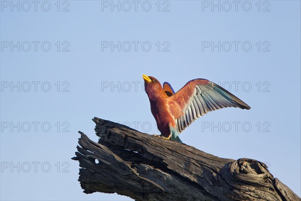 Broad-billed roller