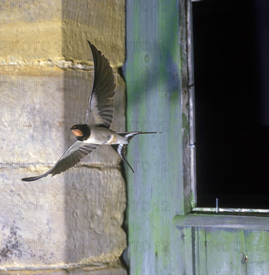 Barn Swallow