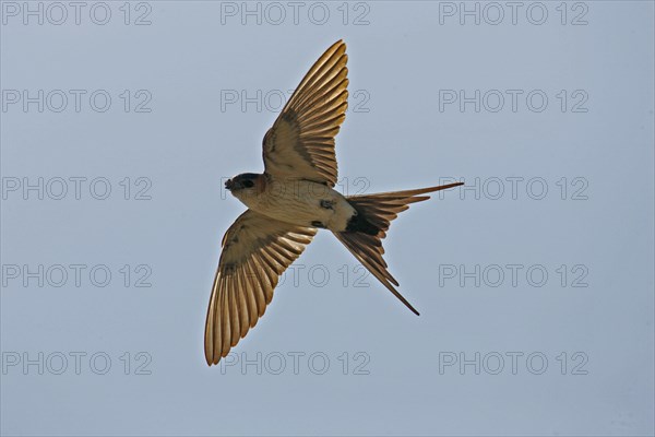 Red-rumped swallow