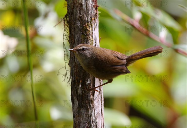 Sunda Bush-warbler