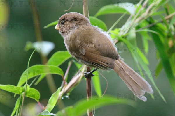 Monochrome Parrotbill