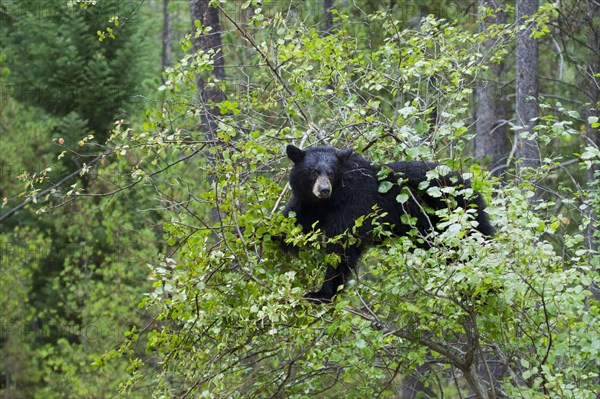 American Black Bear