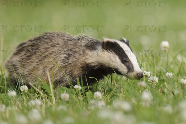 Eurasian Badger