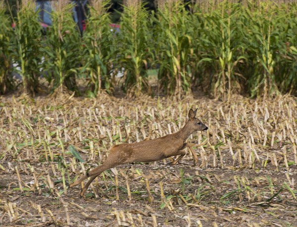 Western european roe deer