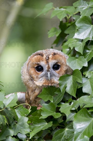 Tawny Owl