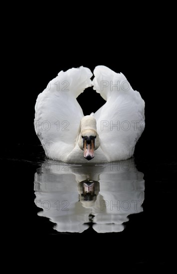 Mute Swan