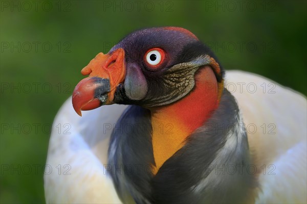 King vulture