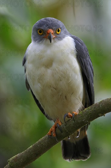 Semiplumbeous Hawk