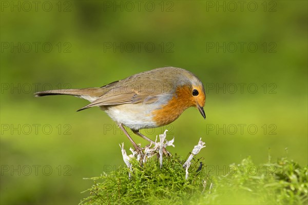 European european robin