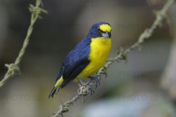 Yellow-throated Euphonia