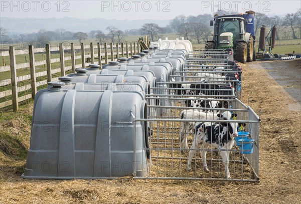 Domestic Cattle