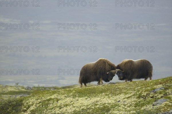 Musk oxes