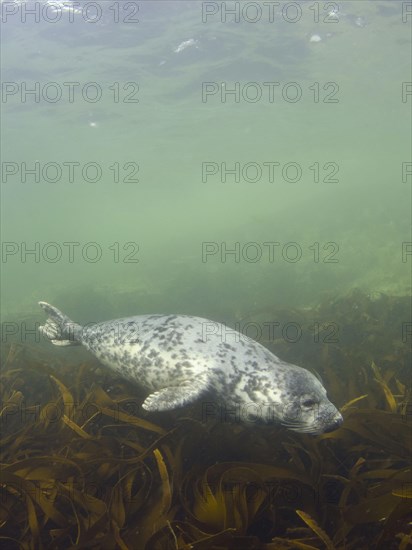 Grey seal