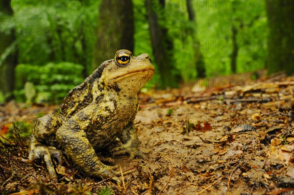 Common toad