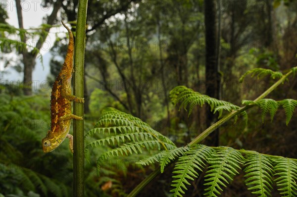 Rough coarse chameleon