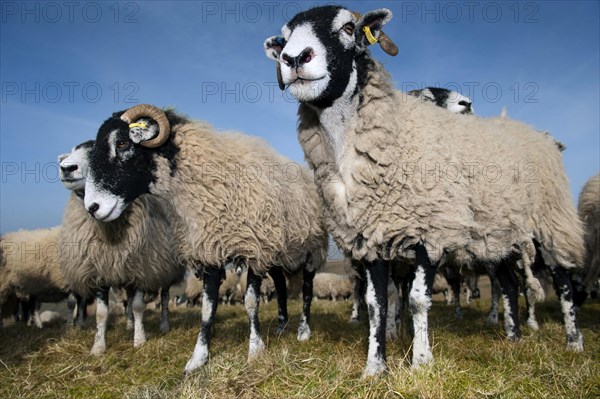 Domestic Sheep