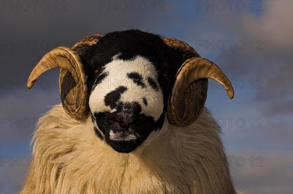 Domestic Sheep