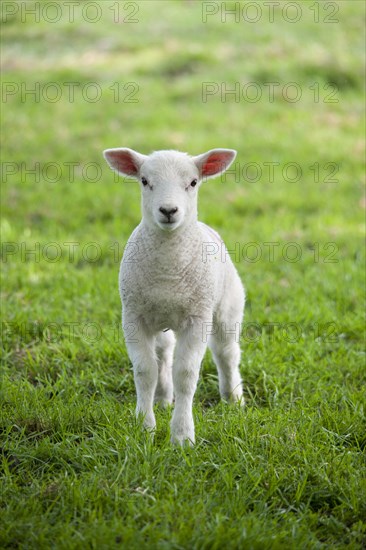 Domestic sheep