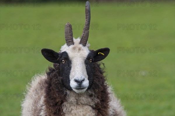 Domestic sheep