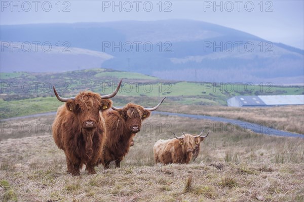 Domestic Cattle