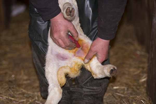 Sheep farming