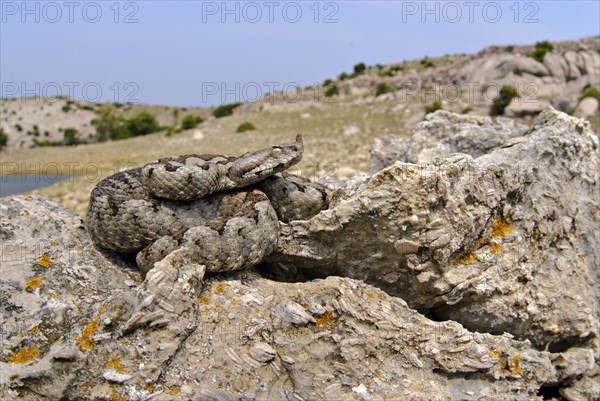 Nose-horned Viper