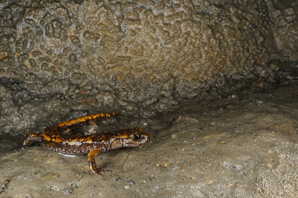 Strinati's Cave Salamander