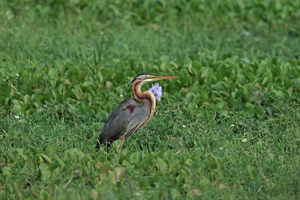 Purple Heron